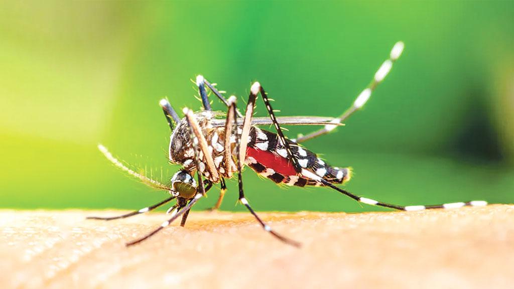 ১০ বছর আগের মতো ভয়াবহ রুপে ফিরছে চিকুনগুনিয়া!